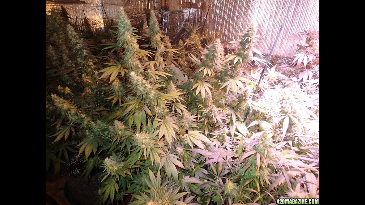 Customers Plants under my Perfect Sun LEDs    1000 and Dwarf Star
