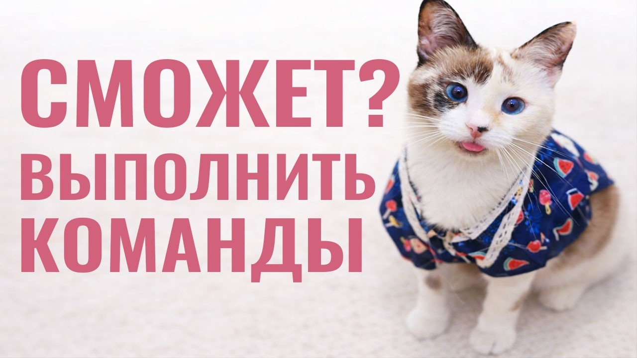 547 дней кошка учила команды, получится ли выполнить?