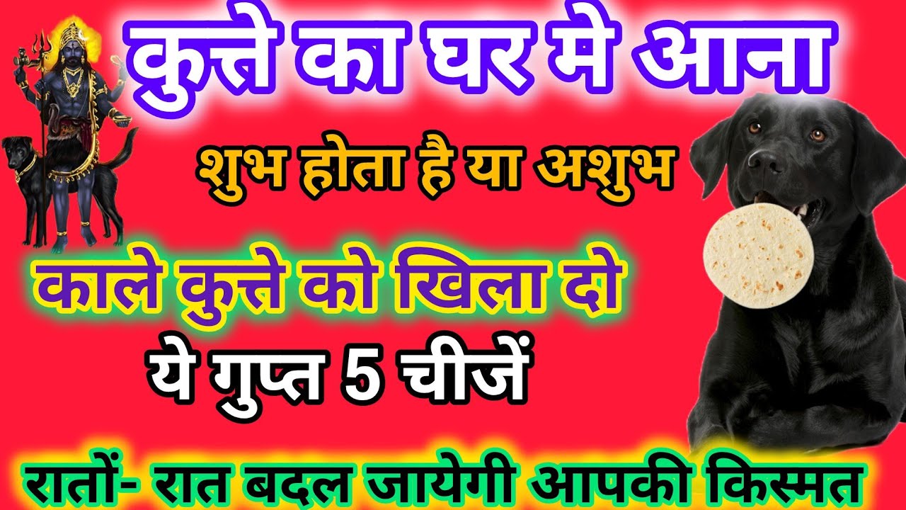 घर में कुत्ता आना शुभ या अशुभ।काले कुत्ते को खिला दे 5 चीज।Ghar me kutta ane ka matlab। kalakutte
