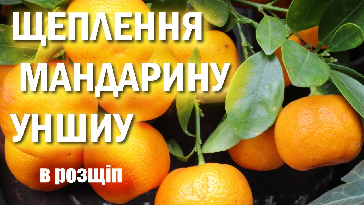 Мандарин Уншиу: просте щеплення в розщіп.