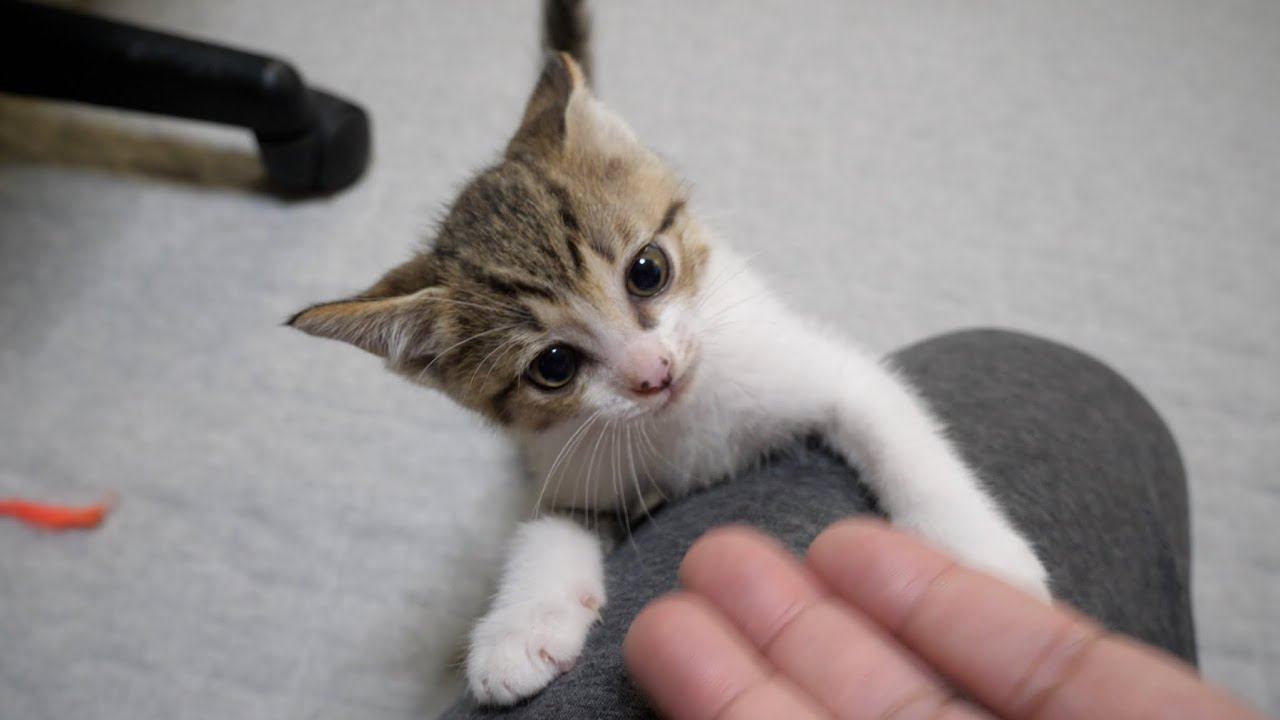 【保護猫】自分より上に手があるのが気に入らない子猫