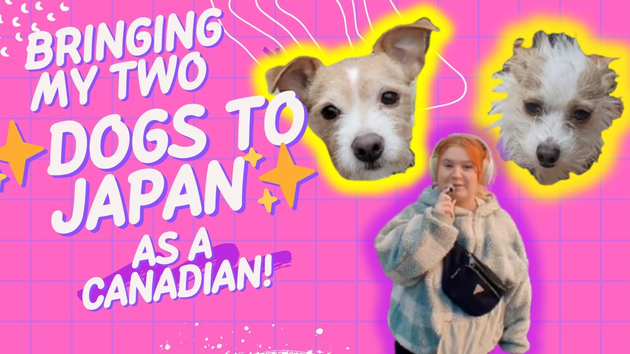 A STRESSFUL 24 Hours - How I Imported My Dogs Into JAPAN | as a Canadian!