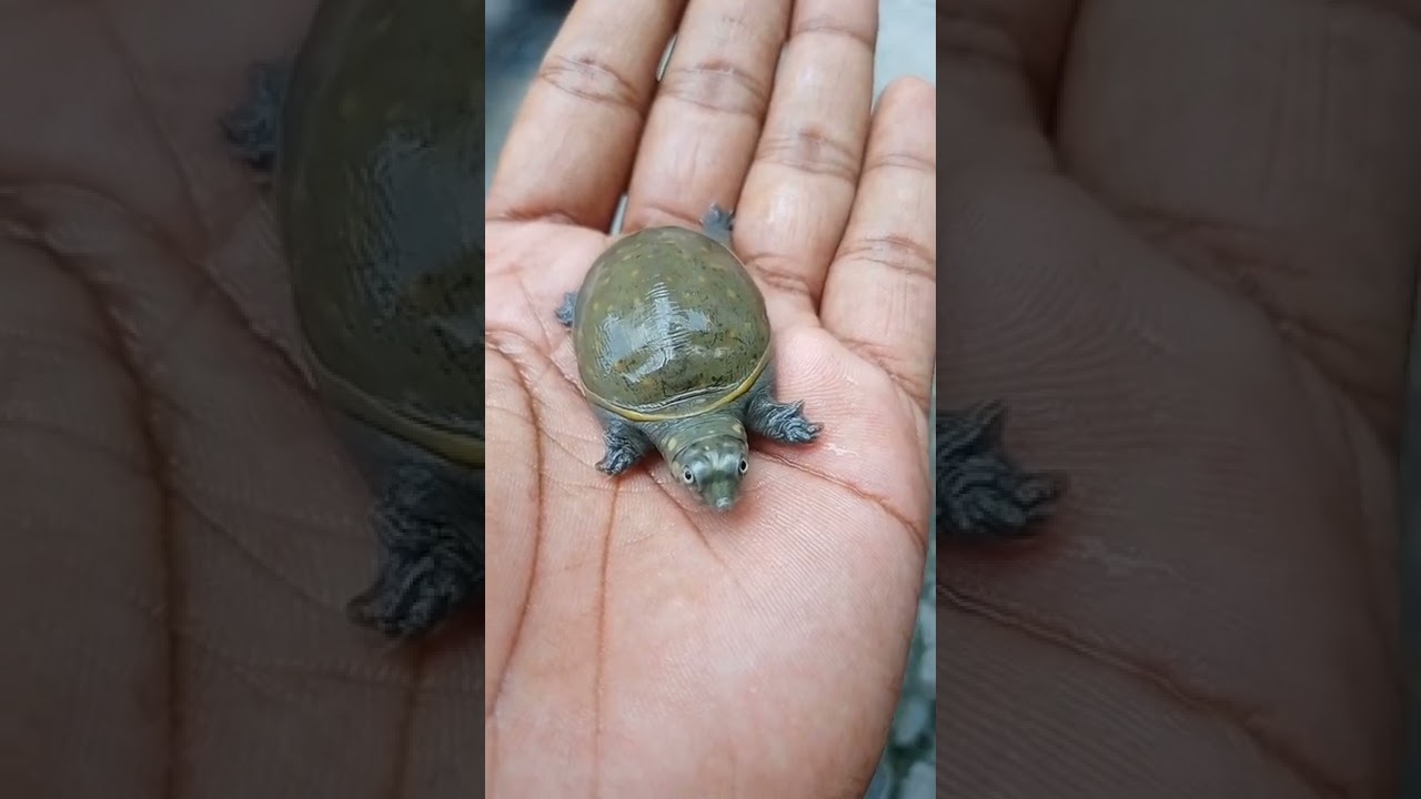 Turtle sound 😈😘😉