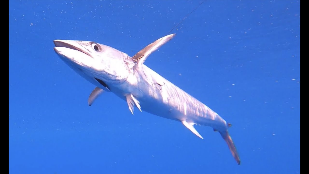 Offshore Fishing at the Savannah Snapper Banks with American Fishing Charters/Tybee Island Deep Sea