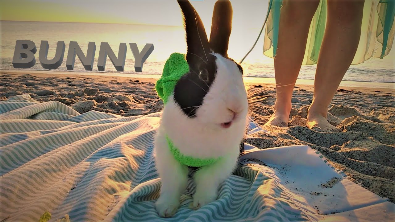 BUNNY Goes to the BEACH! 🌴