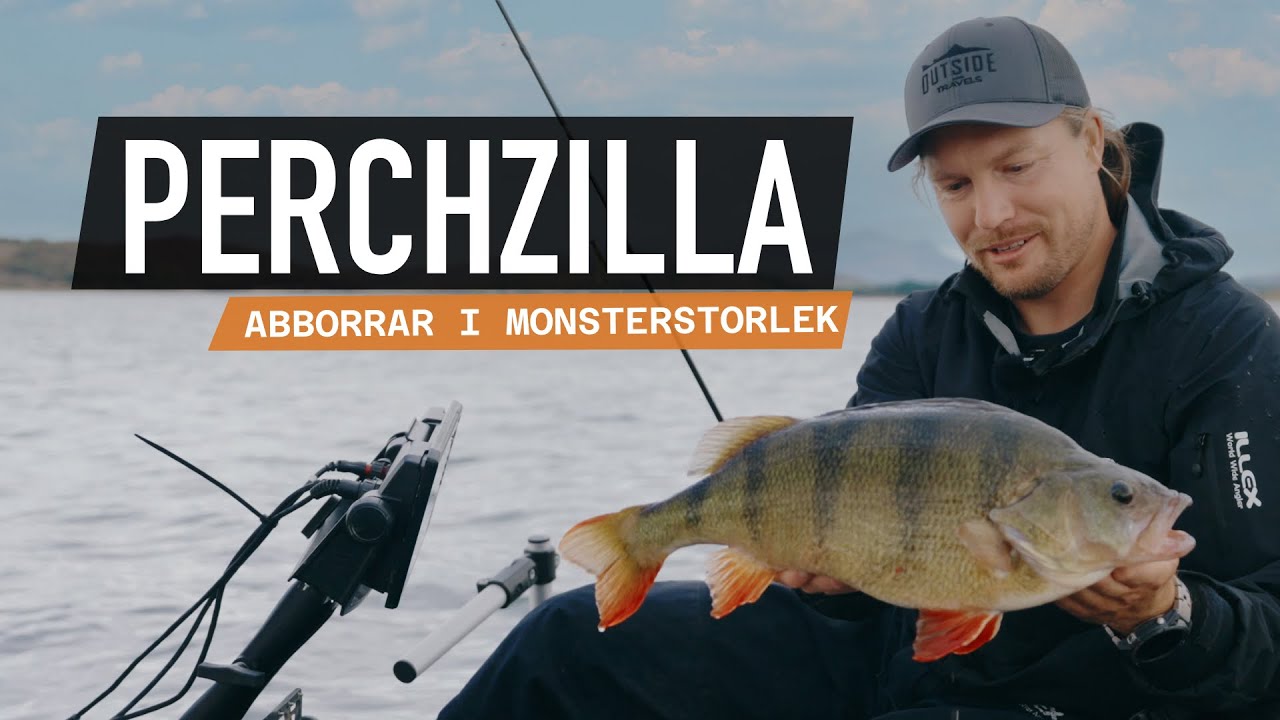 Perchzilla - Abborrar i monsterstorlek