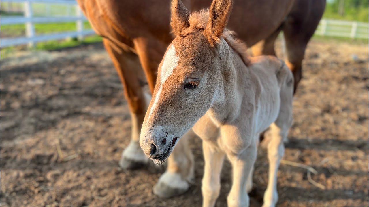 NAME REVEAL for our Sweet New Filly!!! // Haying with Draft Horses #490