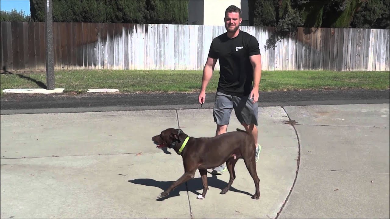 🐶🦮San Diego Dog Trainers / San Diego Dog Training 🦮🐶