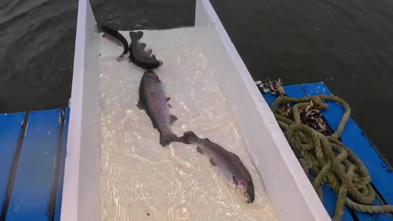 2/1/24 STOCKING BIG TROUT & SIERRABOWS AT SANTA ANA RIVER LAKES