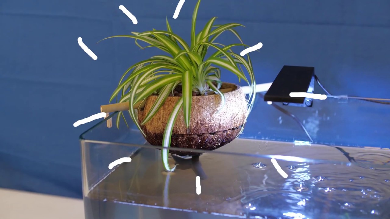 CocoPlant présente ses filtrations naturelles par aquaponie pour aquarium