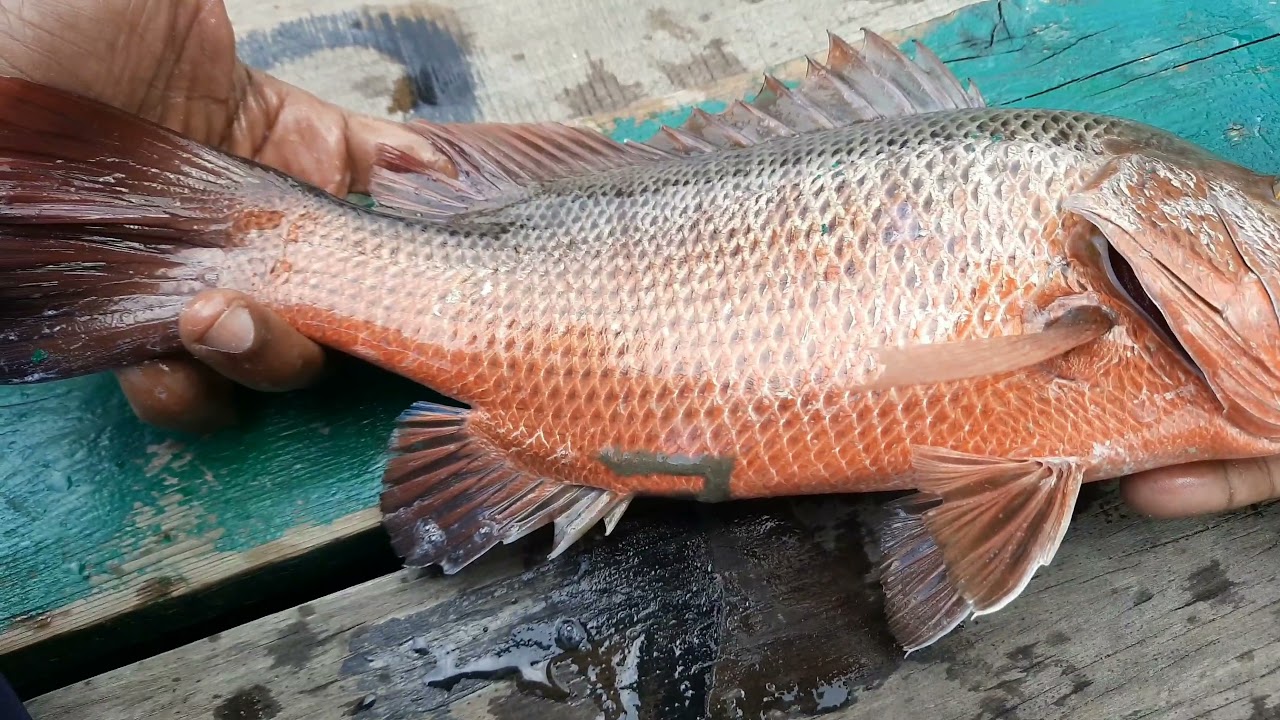 Tips and Tricks for catching Mangrove Jack in mangroves