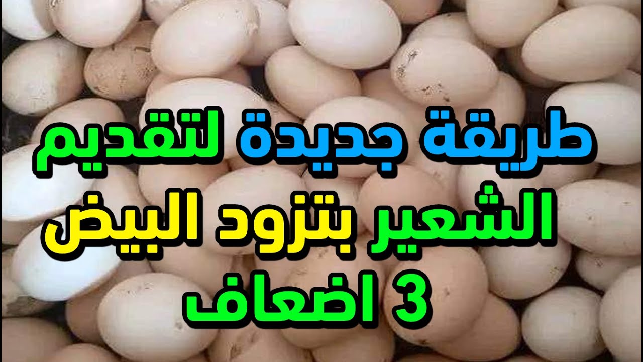 طريقة جديدة لتقديم الشعير بتزود البيض 3 اضعاف بعد ابحاث علمية علي الدجاج اثبتت فاعليته بالطريقة دي