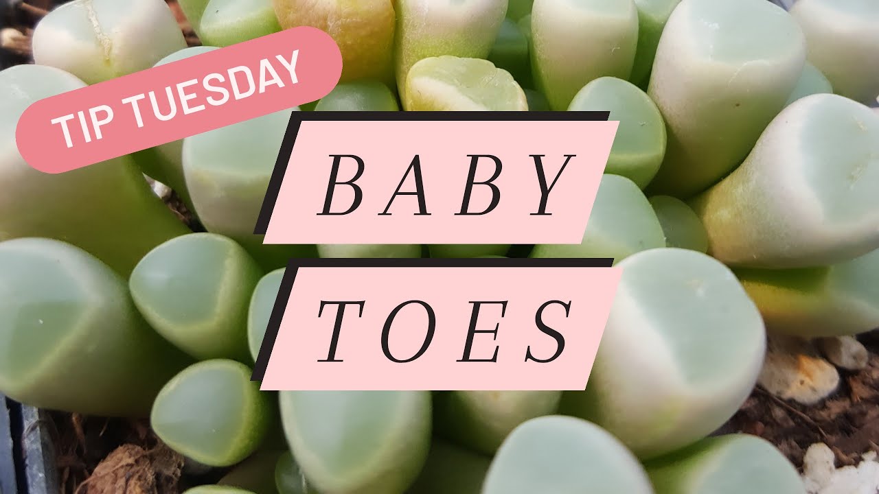 Tip Tuesday: Baby Toes Succulent (Fenestraria rhopalophylla)