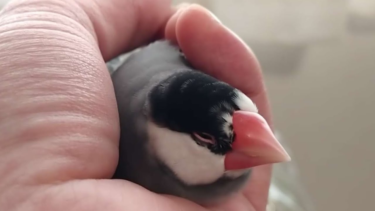 ウチの桜文鳥 マメ　手の中でまったりしたあとに肩モミ！ 約5分間の長めの動画