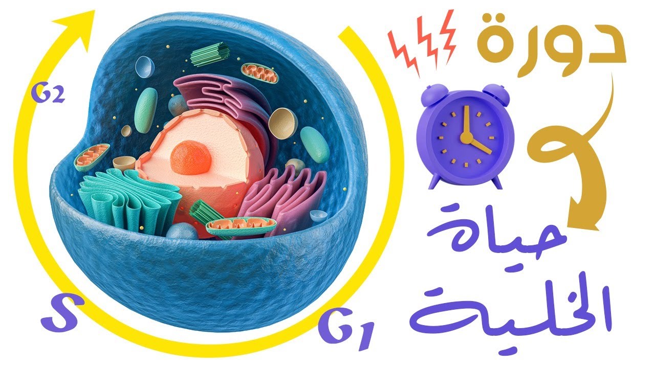 كيف تحضر الخلية نفسها للانقسام؟
