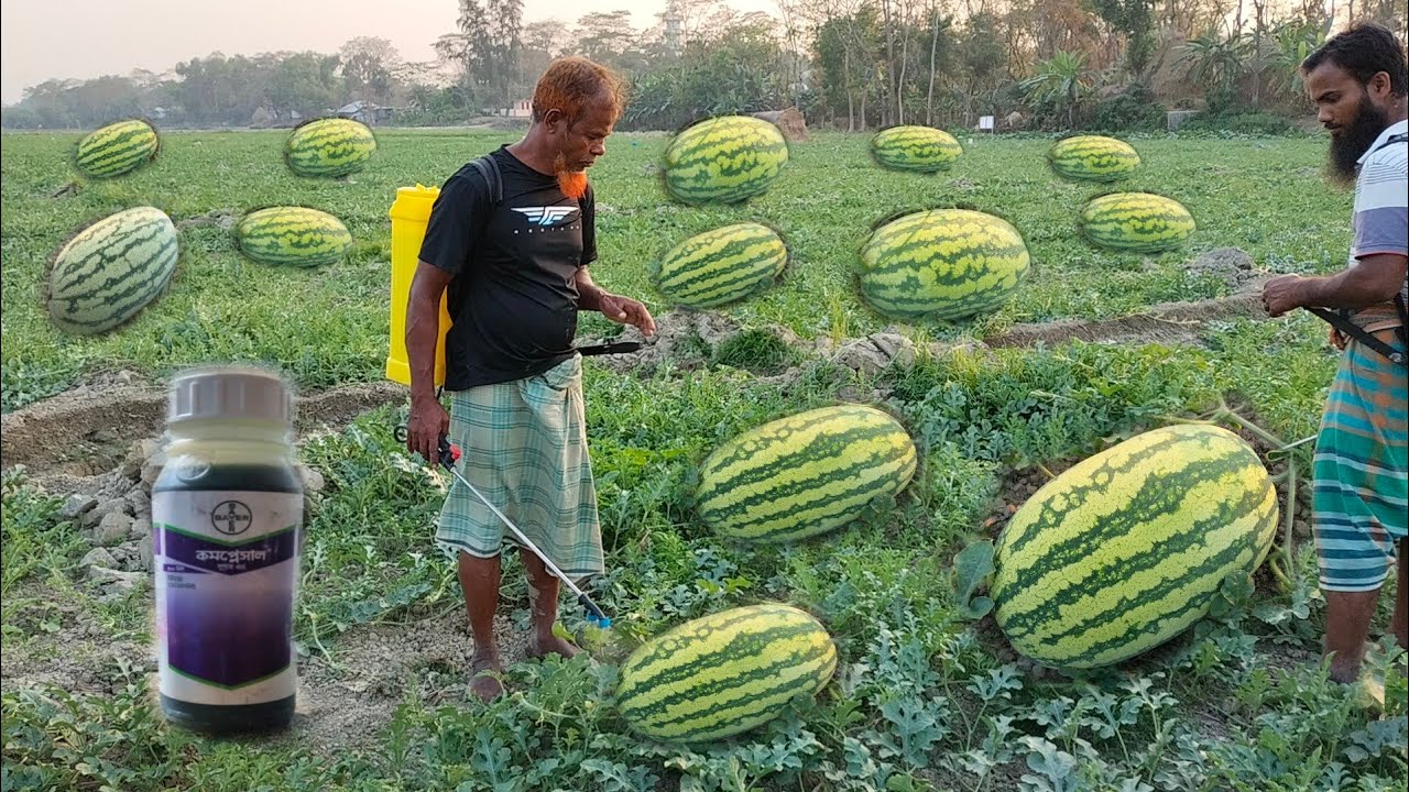 তরমুজ গাছের তরমুজ ফল বড়ো করার পদ্ধতি।।তরমুজ গাছ সতেজ রাখার ভিটামিন ঔষধ প্রয়োগ পদ্ধতি