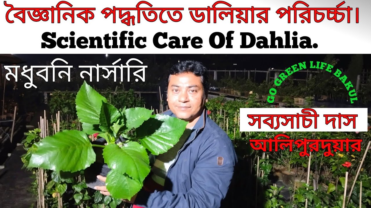 বৈজ্ঞানিক পদ্ধতিতে ডালিয়া পরিচর্চ্চা।# Scientific Care Of Dahlia # GO GREEN LIFE BAKUL #