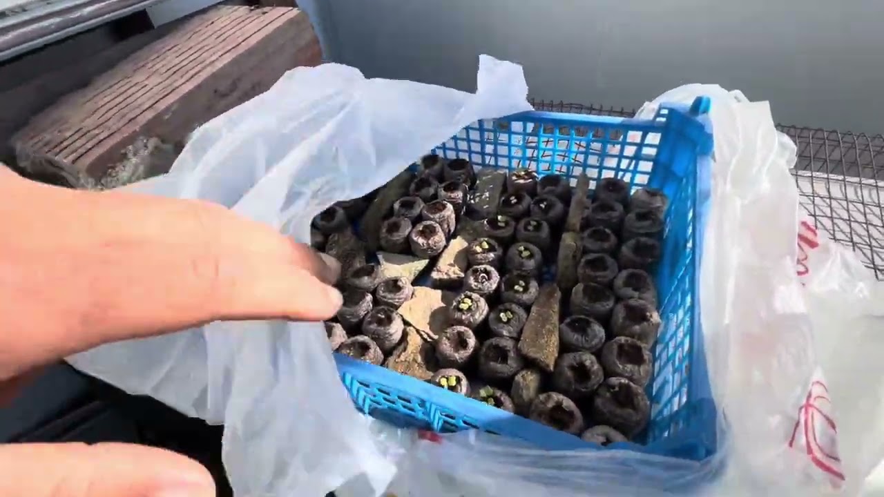 Greece Food Forest - Spring Updates