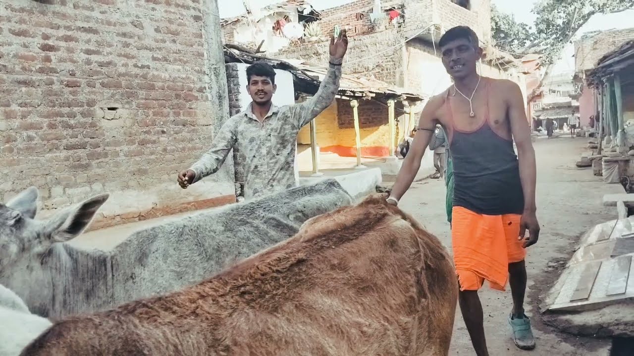 गो माता को सपोर्ट करो दोस्तों हिन्दू हो तो हिंदू हो के लिए है ये वीडियो 🥰