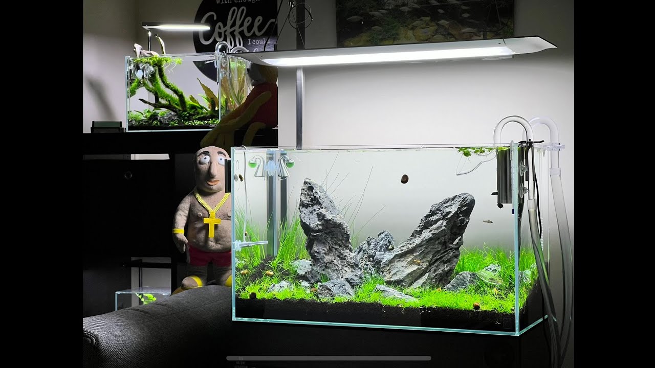 Step By Step Aquascaping Tutorial - Iwagumi Scape + Dark Start Method | 4K video