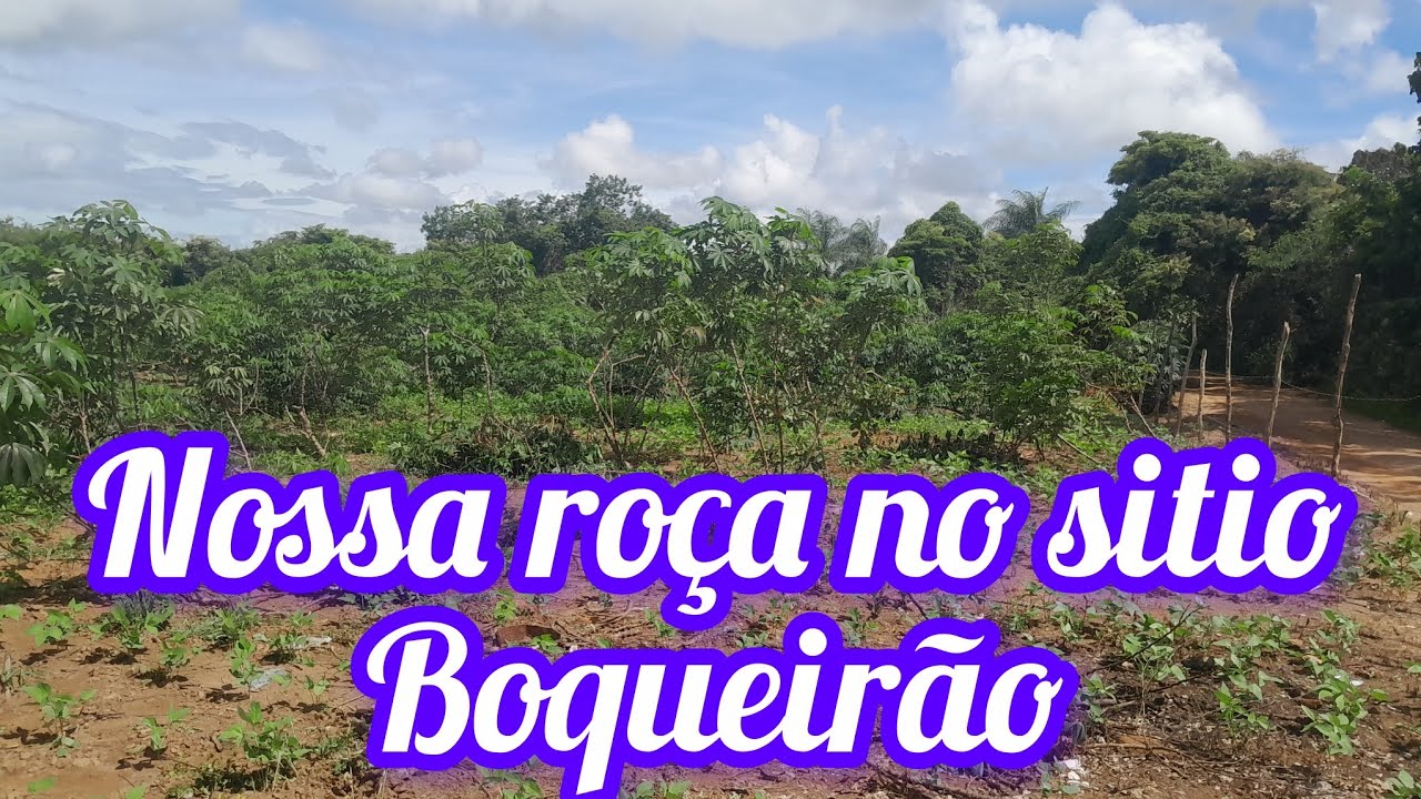 Nossa roça no sitio boqueirão Santana do cariri Ceará cont 88 988476514 