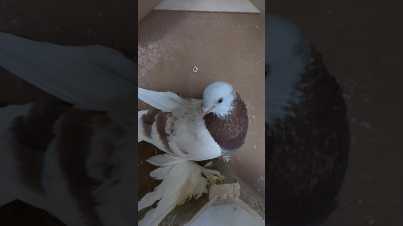 Мой сиреневый голубь. #shorts #голуби   #tauben #pigeons
