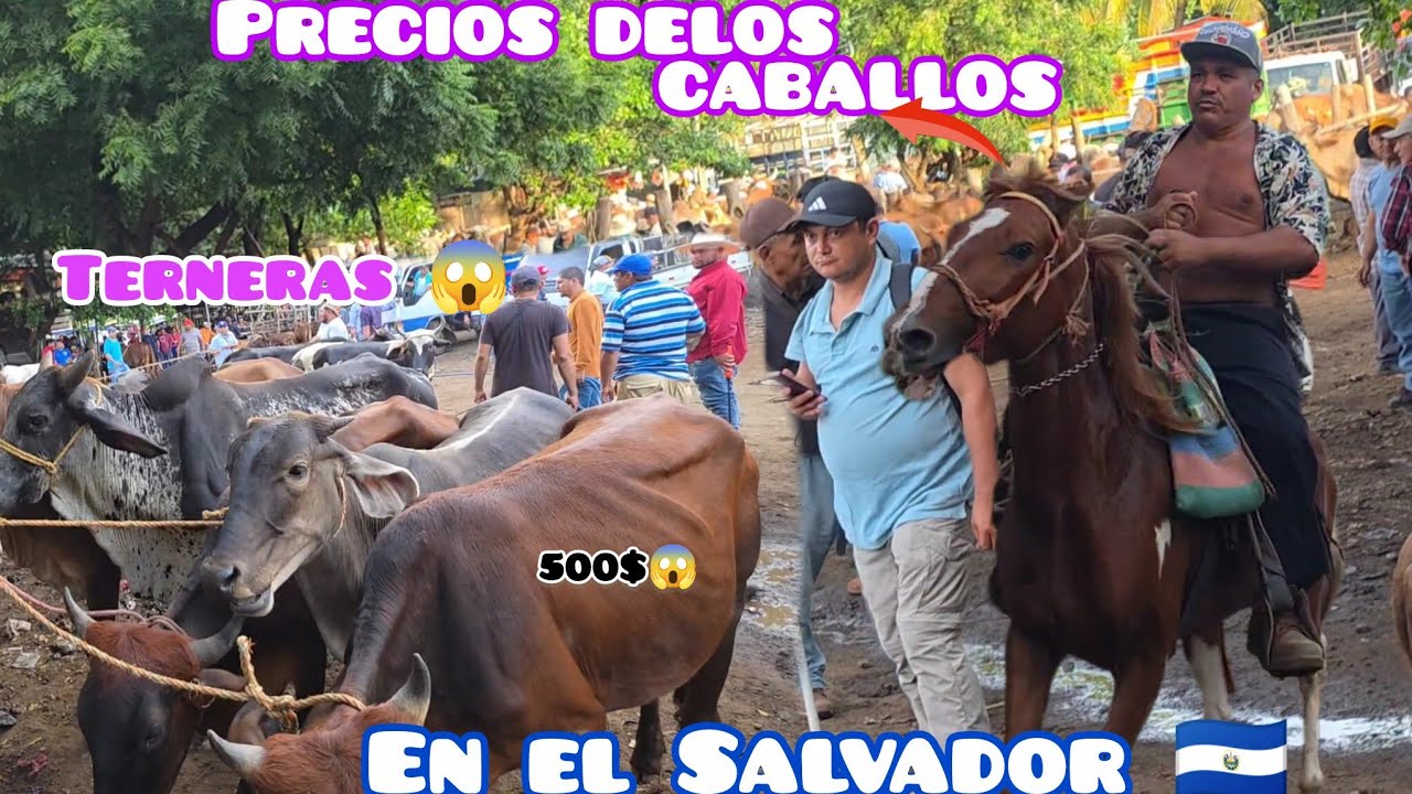 ESTE ES EL PRECIO DEL GANADO Y DEL CERDO EN EL SALVADOR 🇸🇻 😱 día de tianguis 