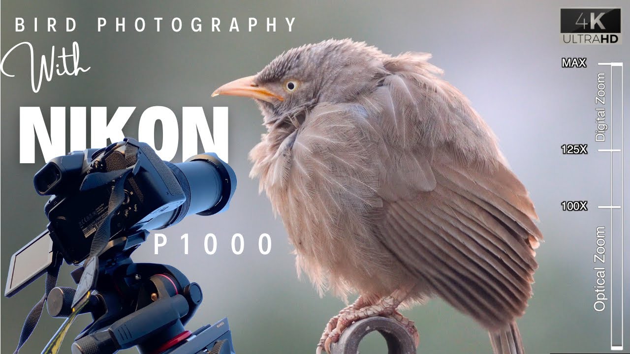 Nikon P1000 - Bird Photography | BEST Photo & Video Settings of NIKON COOLPIX P1000 for Wildlife