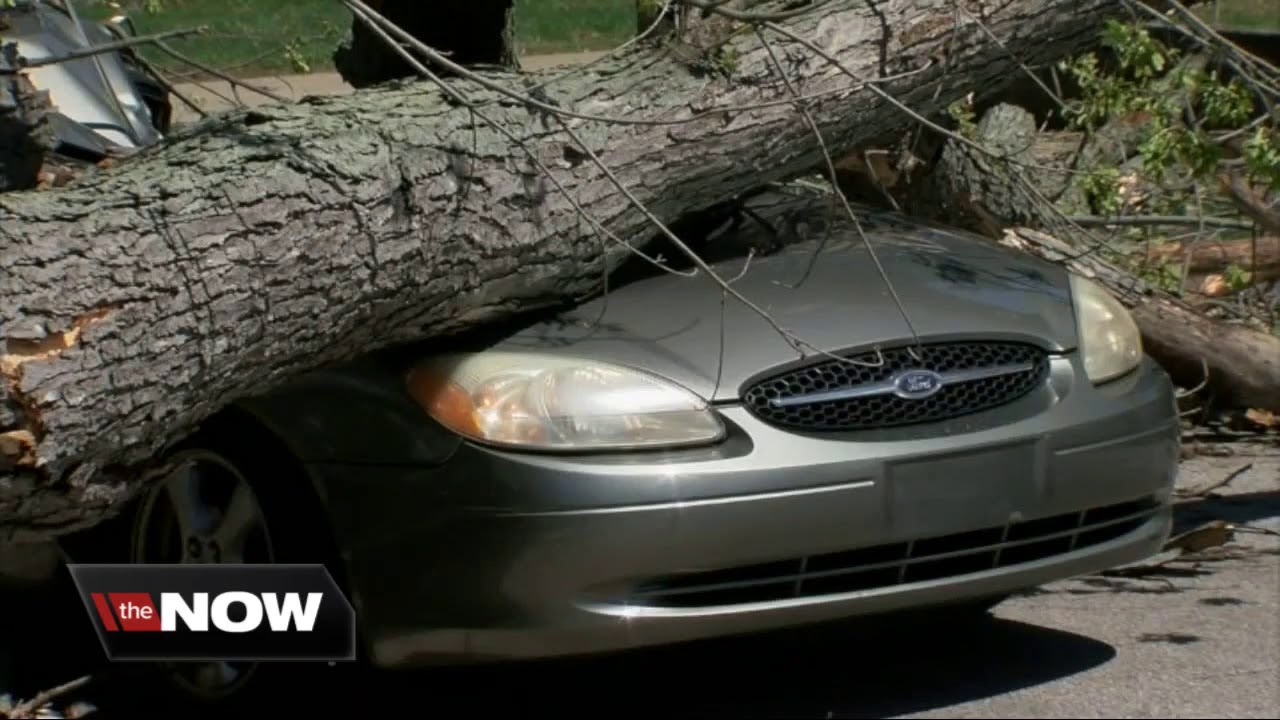 Tree falls on car in Dearborn, traps 81-year-old man
