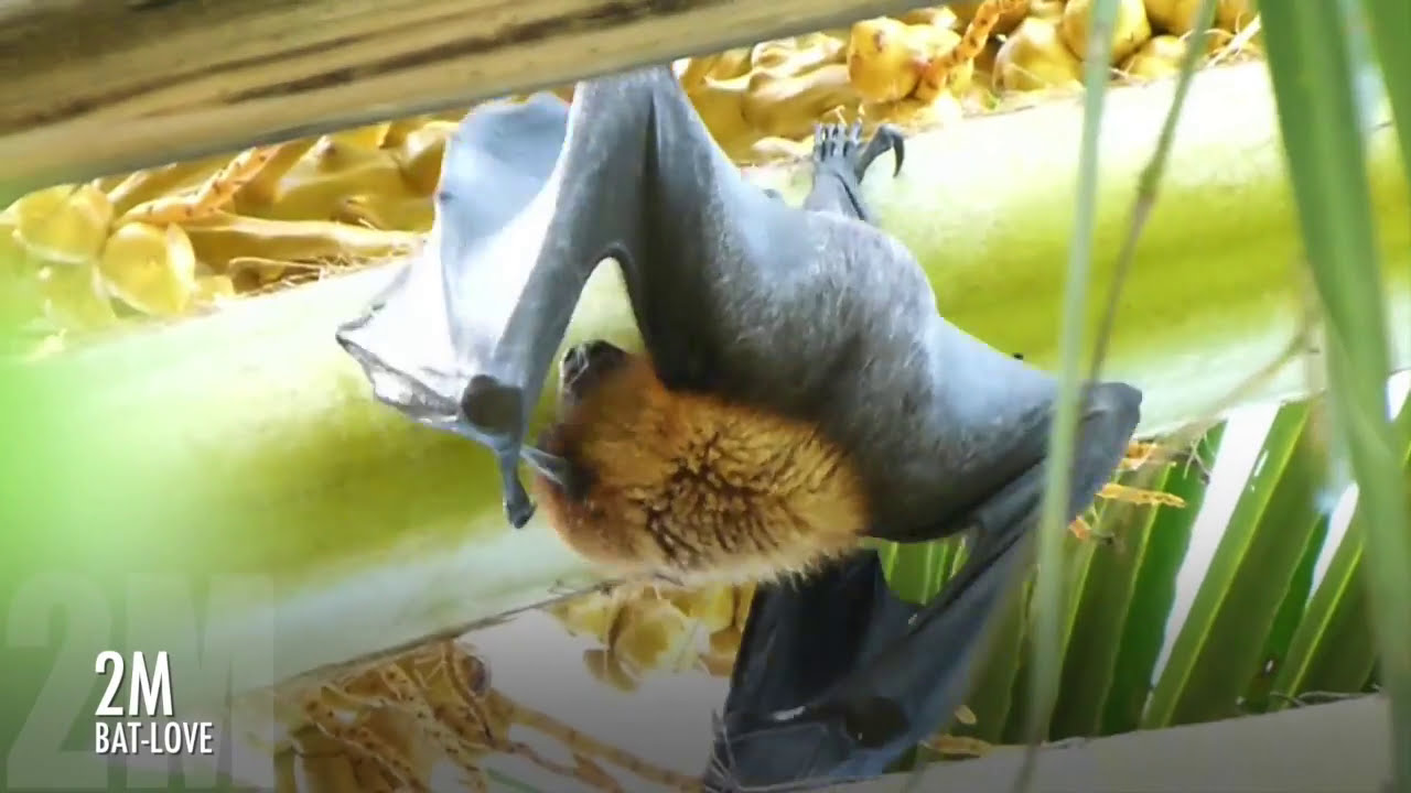 Flughund - Batman - Malediven - Flying Fox Maldives