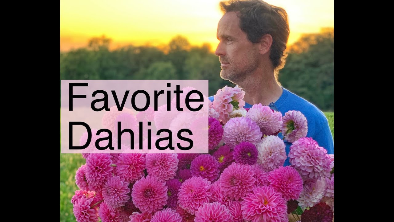 Favorite Dahlias For Bouquets | Fireside Chat | PepperHarrow Farm
