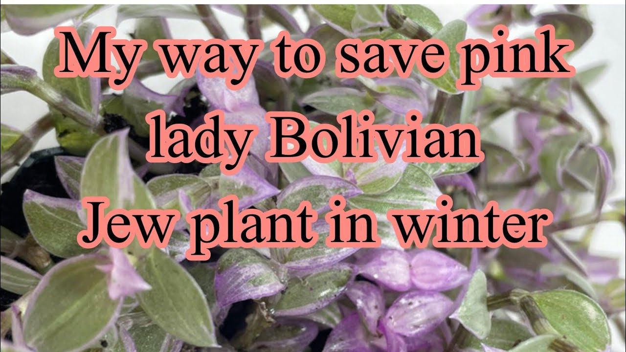 How to save pink lady Bolivian Jew plant in winter/best plant for hanging baskets@lifewithplants121 
