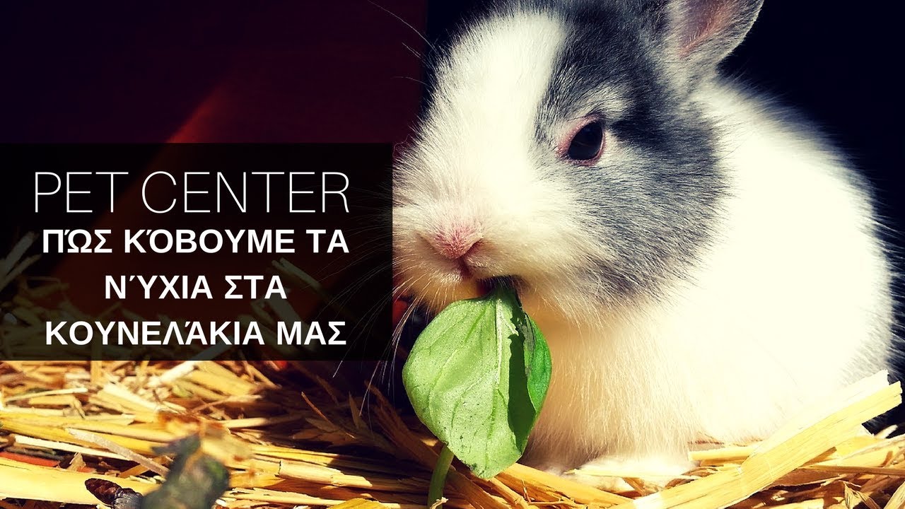 PET CENTER Πώς κόβουμε τα νύχια στα κουνελάκια μας.