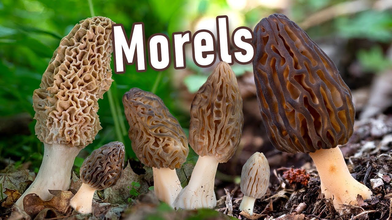 Morel Mushroom Season 2025 - Yellow and Black Morels Hunting in Czechia and Slovakia, Europe
