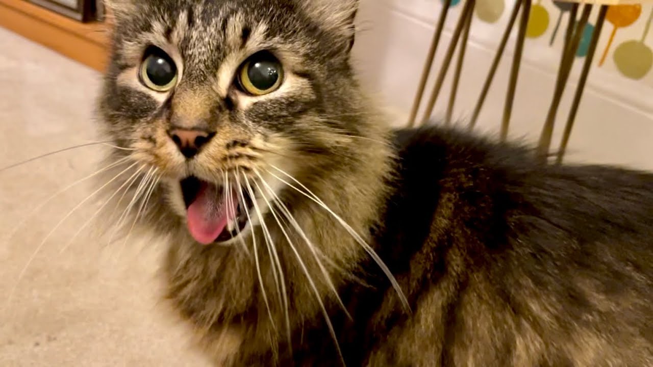 The best me-yawns in the business 