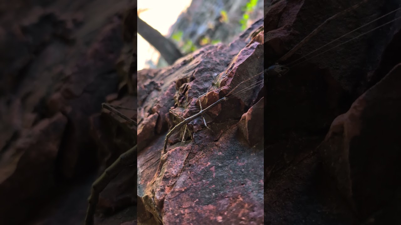 Cool walking stick at Cattail Falls, Big Bend NP!