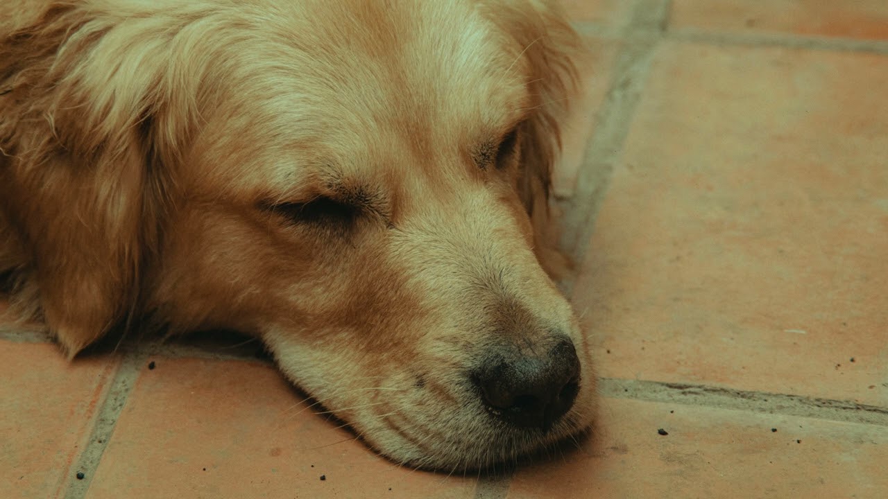 「犬の癒し音楽」中高年の味方#40代#50代#60代#健康#体#雑学#スピリチュアル#人生＃シニア#愛犬♯愛猫