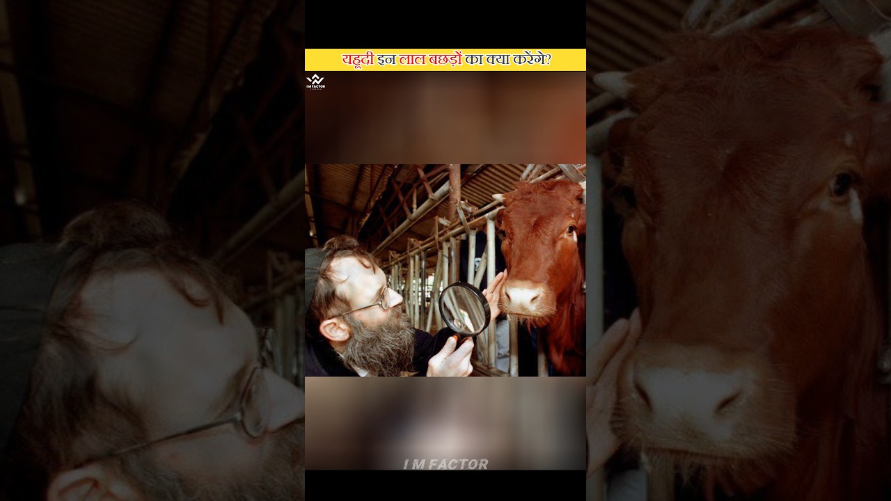 Sacrifice Of The Red Heifer