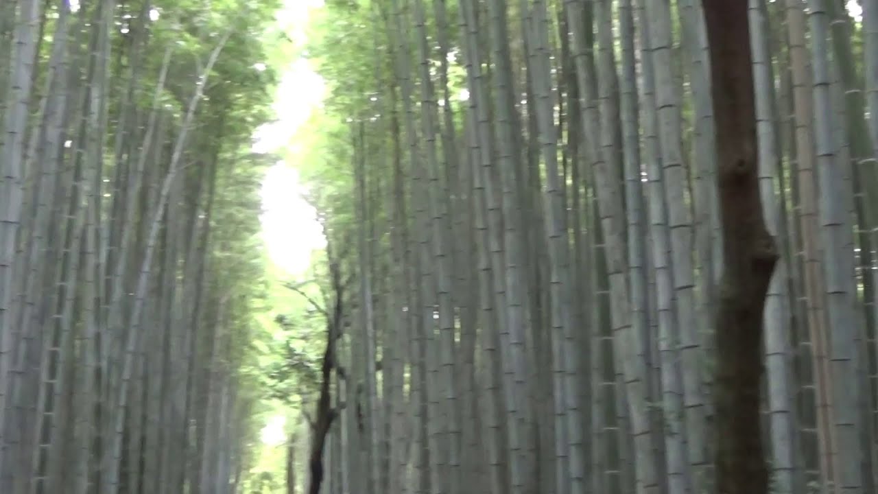 Бамбуковый лес.Императорский дворец в Киото .Arashiyama Bamboo Forest. Kyoto Imperial Palace.