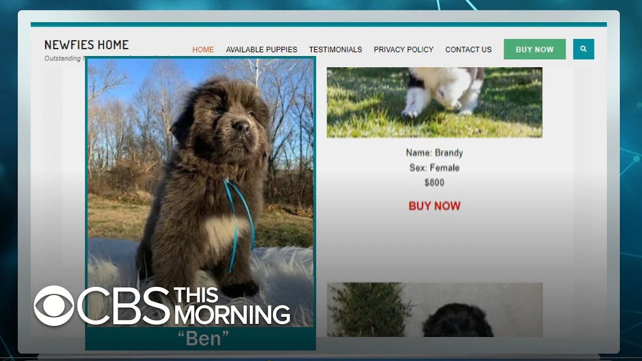 New report warns online pet scams have skyrocketed during pandemic