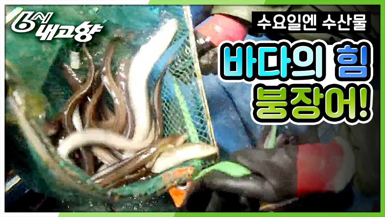 [수요일엔 수산물] 넘치는 바다의 힘 붕장어 [6시 내고향] 20200226