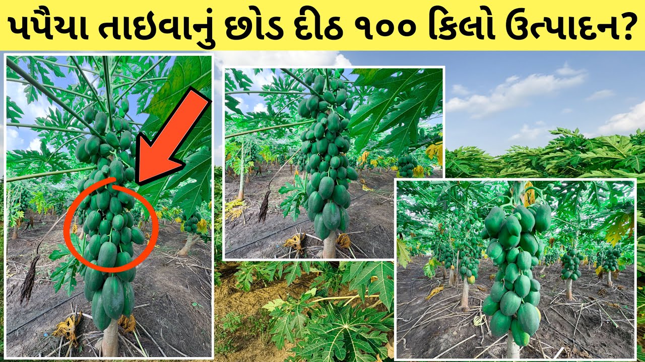 પપૈયા તાઇવાન છોડ દીઠ ૧૦૦ કિલો ઉત્પાદન? | પપૈયાની ખેતી વિશે સંપૂર્ણ માહિતી | Papaya farming