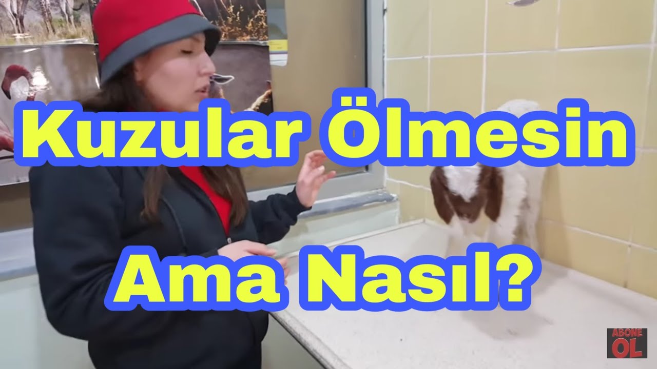 Kuzu ölümlerini durduracak muhteşem çözümler