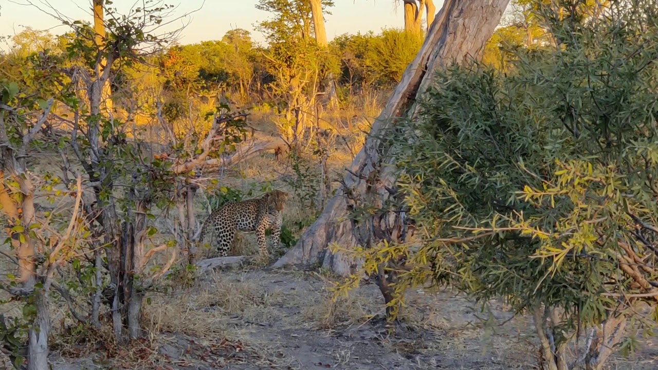 Leopard climbing the tree at Zarafa camp Great plains conservation Botswana
