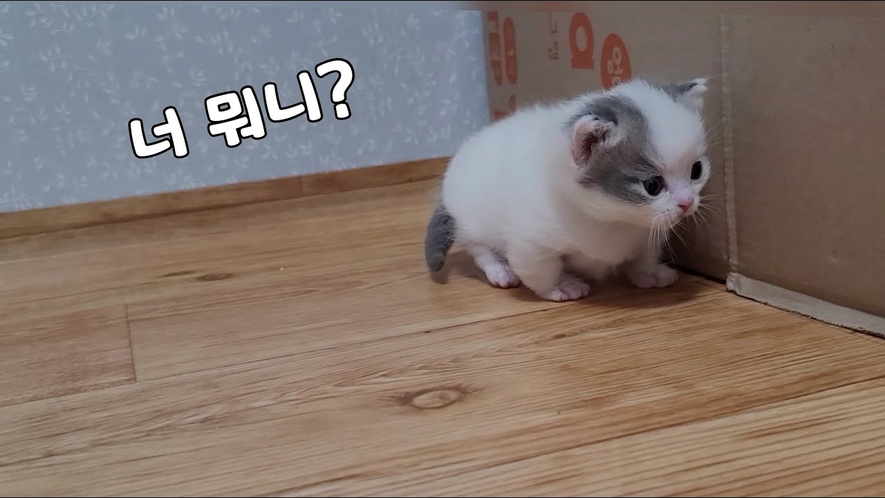 Я думала, что это рожающая кошка, но, похоже, это не кошка, лол.