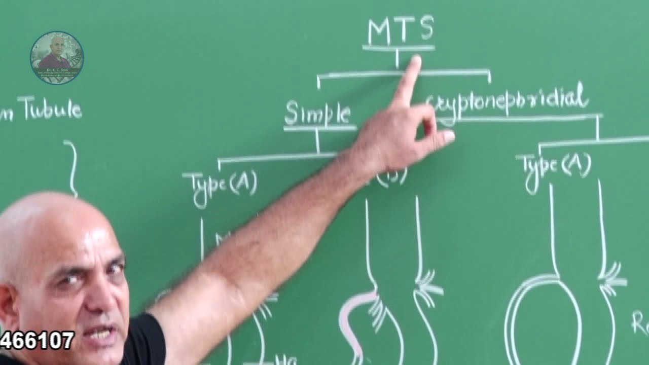EXCRETORY SYSTEM OF INSECT