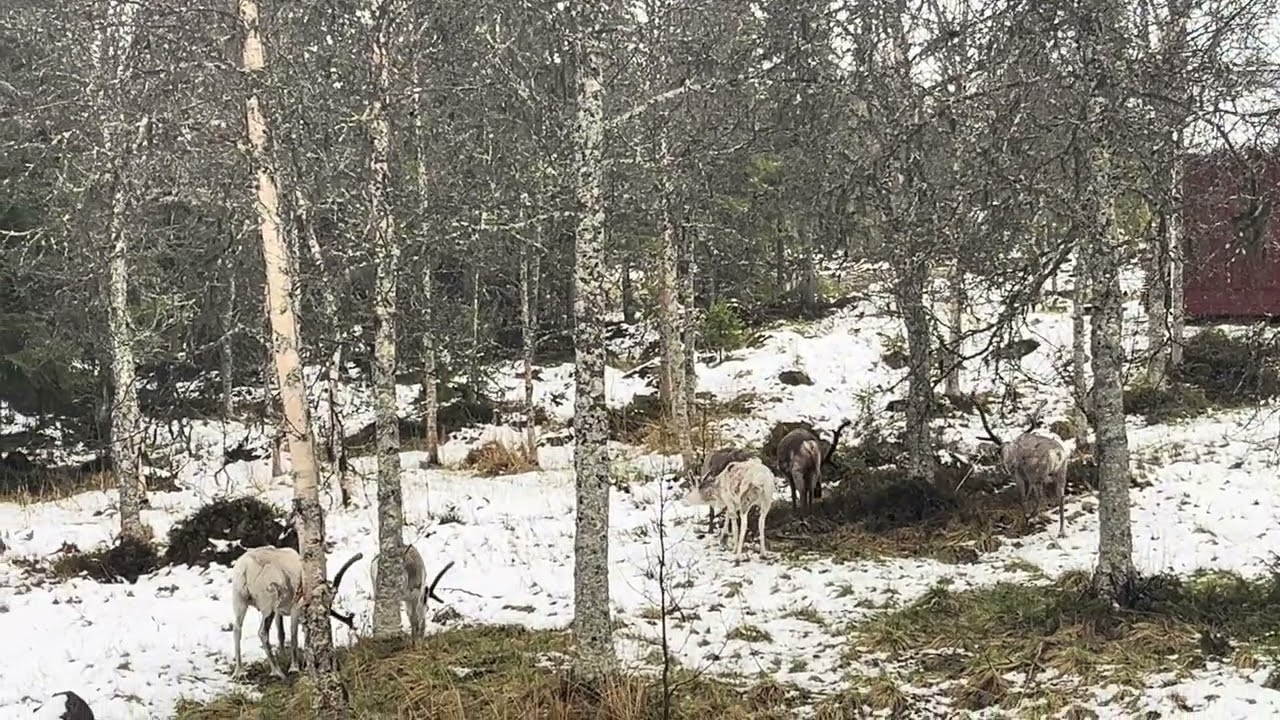 White Lapland reindeer
