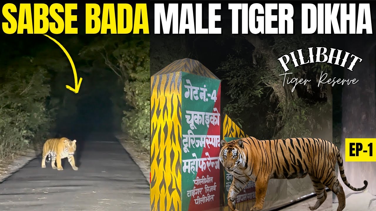 Pilibhit Tiger Reserve Night Safari - रात को सबसे बड़े TIGER से हुआ सामना - Pilibhit Tiger Attack 😱