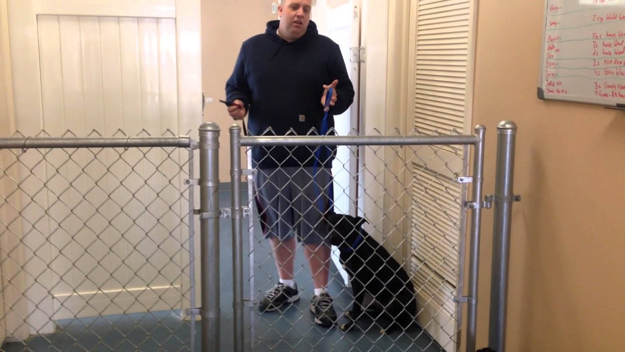 First day of working with an aggressive dog