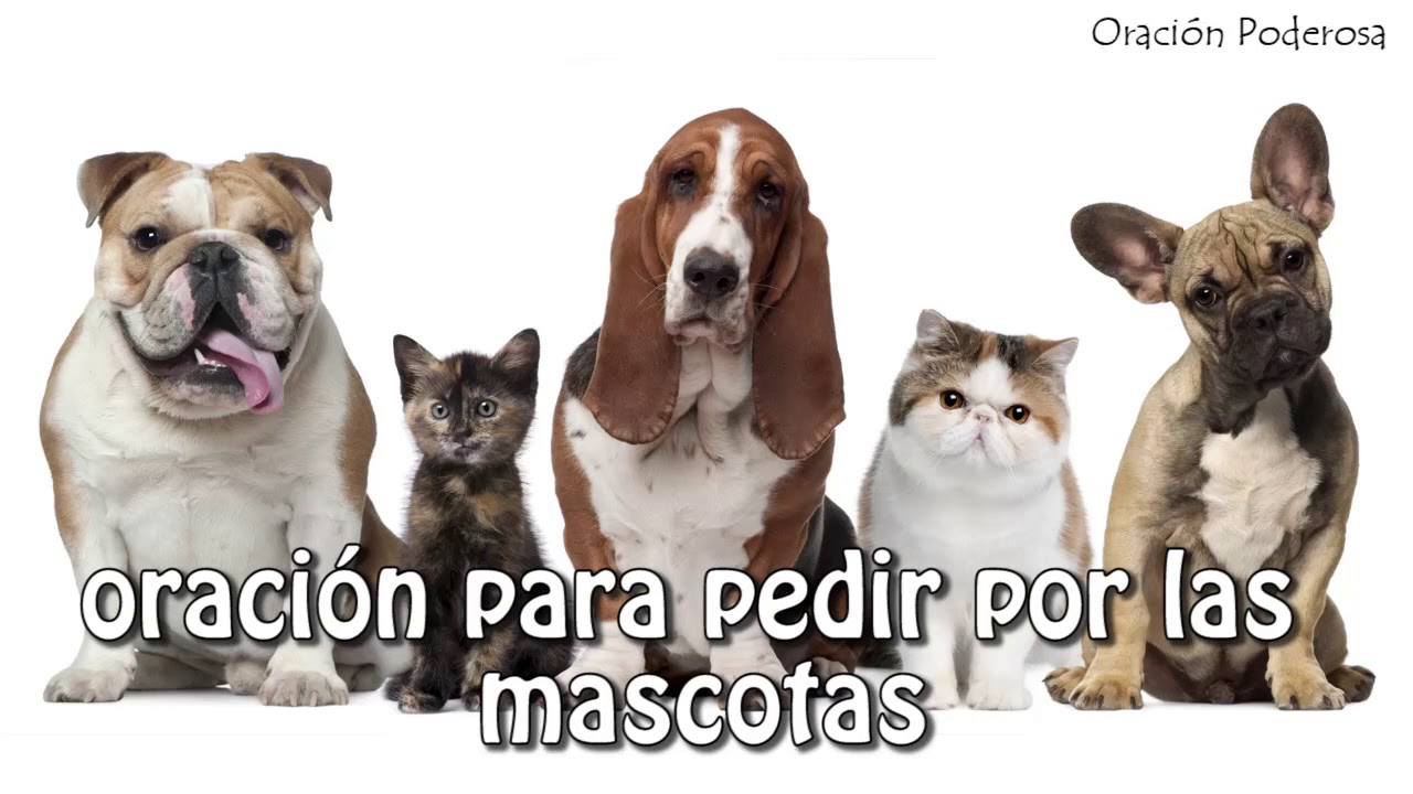 San Roque, oración para pedir por las mascotas - Extravios, enfermedades, robos, proteccion
